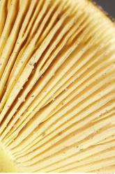 Photo Texture of Mushroom